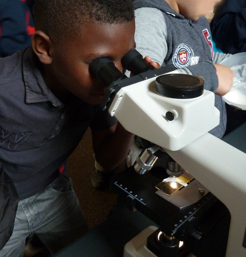 Observation au microscope.
